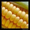 food image