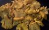 food image