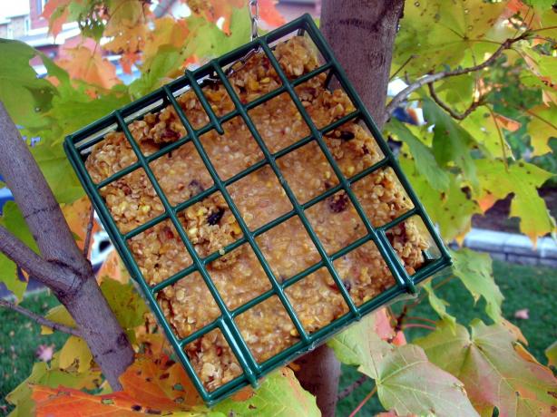 no melt suet for birds recipe food com no melt suet for birds recipe food com