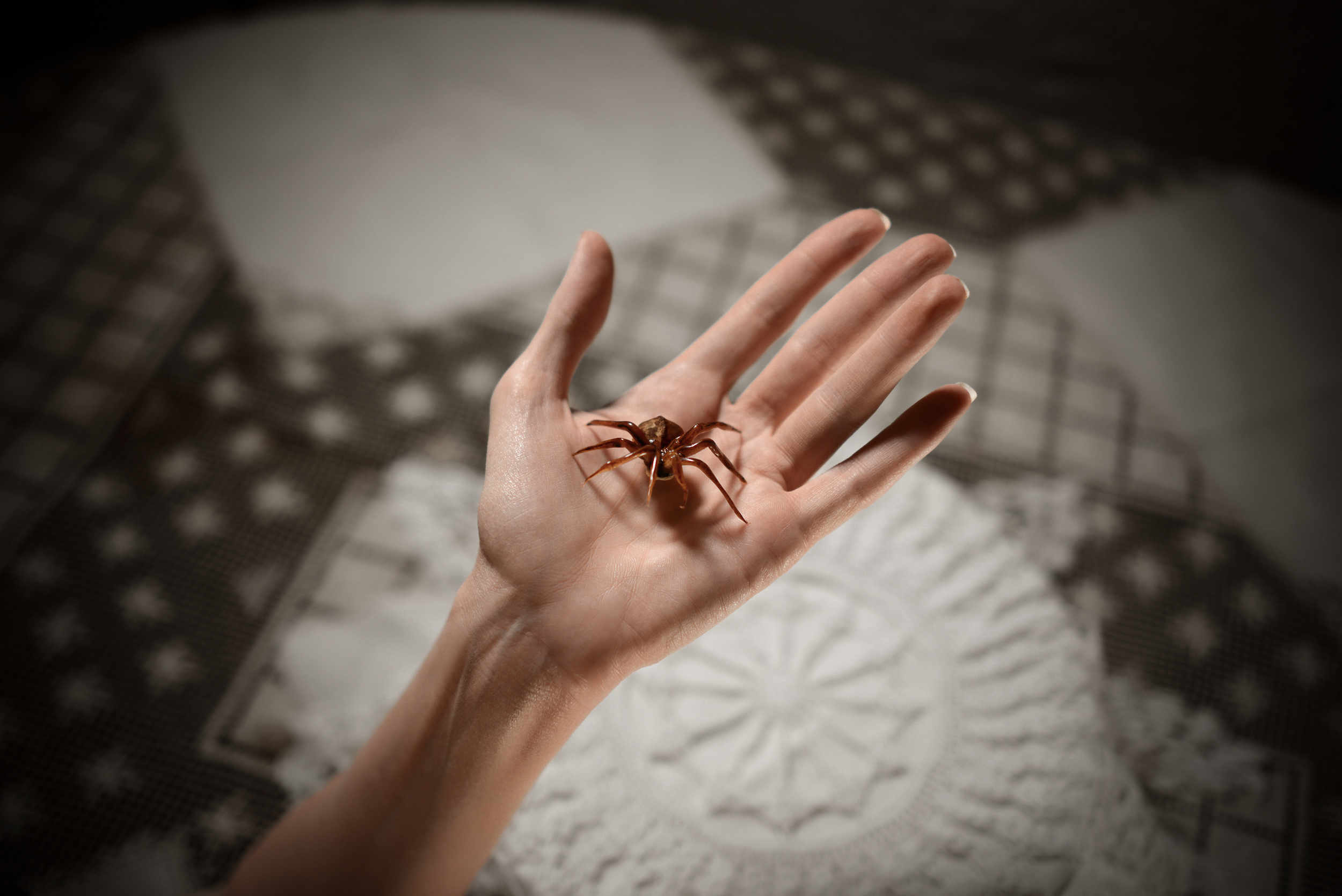 Caramel Nut Brown Recluse Spiders
